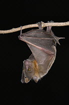 Lesser Short-nosed Fruit Bat (Cynopterus brachyotis) roosting, Michigan