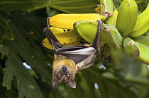 Straw-colored Fruit Bat (Eidolon helvum) on bananas, Michigan