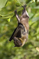 Straw-colored Fruit Bat (Eidolon helvum) roosting, Michigan
