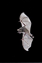 Seba's Short-tailed Bat (Carollia perspicillata) flying, Michigan