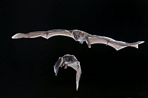 Jamaican Fruit-eating Bat (Artibeus jamaicensis) pair flying, Michigan