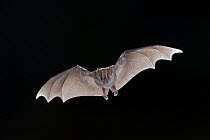 Jamaican Fruit-eating Bat (Artibeus jamaicensis) flying, Michigan