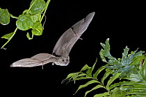Egyptian Fruit Bat (Rousettus aegyptiacus) flying, Michigan