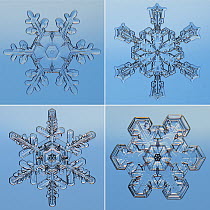 Snowflakes seen through microscope