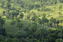 Lontar Palm (Borassus flabellifer) group in seasonally dry savanna, Rinca Island, Nusa Tenggara, Indonesia