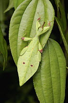 Leaf Insect (Phyllium sp) juvenile camouflaged on leaf, Sarawak, Borneo, Malaysia