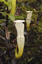 Pitcher Plant (Nepenthes alba) pitchers, Gunung Tahan, Kelantan, Malaysia