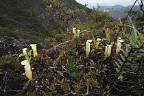Pitcher Plant (Nepenthes alba) pitchers on mountain, Gunung Tahan, Kelantan, Malaysia