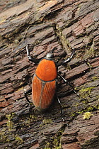 Weevil (Macrochirus praetor) with aposematic coloration, Taman Negara, Kelantan, Malaysia