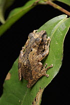 Shrub Frog (Philautus sp), Sarawak, Borneo, Malaysia