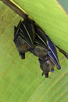 Lesser Short-nosed Fruit Bat (Cynopterus brachyotis) trio roosting under banana leaf, Sarawak, Borneo, Malaysia