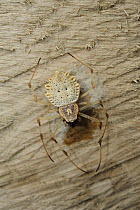 Longjawed Orb Weaver (Herennia multipuncta) spider, Sarawak, Borneo, Malaysia