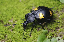 Ground Beetle (Craspedophorus sp), Uthai Thani, Thailand