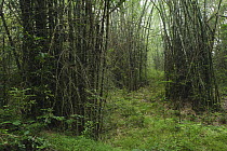 Giant Thorny Bamboo (Bambusa bambos) forest, Thungyai-Huai Kha Khaeng Wildlife Sanctuary, Uthai Thani, Thailand