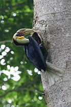 Plain-pouched Hornbill (Aceros subruficollis) male at nest cavity, Uthai Thani, Thailand