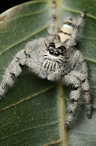 Jumping Spider (Hyllus sp), Uthai Thani, Thailand