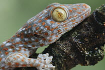 Tokay Gecko (Gecko gecko) juvenile showing vertical pupil, Uthai Thani, Thailand