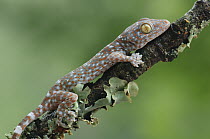 Tokay Gecko (Gecko gecko) juvenile, Uthai Thani, Thailand
