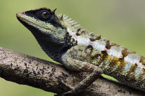 Forest Crested Agama (Calotes emma) lizard, Krabi, Thailand