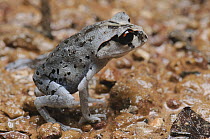 Smith's Litter Frog (Leptobrachium smithi), Krabi, Thailand
