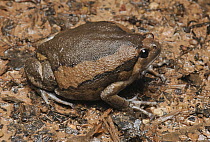 Malaysian Bullfrog (Kaloula pulchra), Krabi, Thailand
