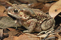 Black-spined Toad (Bufo melanostictus), Krabi, Thailand