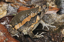 Malaysian Bullfrog (Kaloula pulchra), Krabi, Thailand