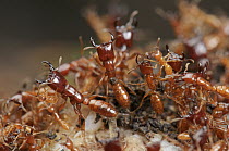 Safari Ant (Dorylus laevigatus) guards protecting workers removing flesh off animal carcass, Sarawak, Borneo, Malaysia