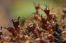 Safari Ant (Dorylus laevigatus) guards protecting workers removing flesh off animal carcass, Sarawak, Borneo, Malaysia