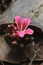 Ginger (Etlingera velutina) flower, Sarawak, Borneo, Malaysia