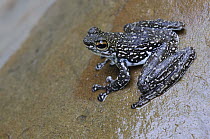 Sabah Splash Frog (Staurois latopalmatus), Sarawak, Borneo, Malaysia