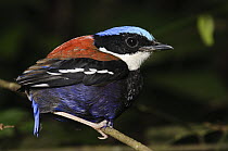 Blue-headed Pitta (Pitta baudii), Sabah, Borneo, Malaysia