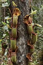 Veitch's Pitcher Plant (Nepenthes veitchii) pitchers, Sabah, Borneo, Malaysia
