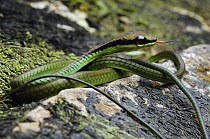 Elegant Bronzeback (Dendrelaphis formosus) snake juvenile, Sabah, Borneo, Malaysia