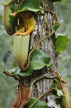 Veitch's Pitcher Plant (Nepenthes veitchii) pitchers, Sabah, Borneo, Malaysia