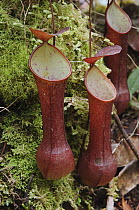 Reinwardt's Pitcher Plant (Nepenthes reinwardtiana) pitchers, Sabah, Borneo, Malaysia