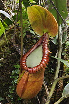 Pitcher Plant (Nepenthes macrophylla) pitcher, Gunung Trus Madi, Sabah, Borneo, Malaysia
