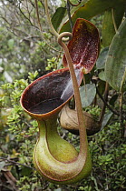 Low's Pitcher Plant (Nepenthes lowii) pitcher, Sabah, Borneo, Malaysia
