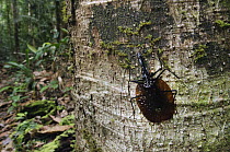 Fiddle Beetle (Mormolyce phyllodes) in rainforest, Sabah, Borneo, Malaysia