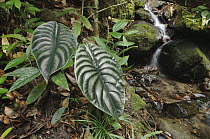 Taro (Alocasia cuprea) leaves near creek in rainforest, Sabah, Borneo, Malaysia