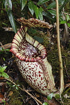 Burbidge's Pitcher Plant (Nepenthes burbidgeae) pitcher, Sabah, Borneo, Malaysia