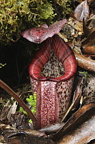 Burbidge's Pitcher Plant (Nepenthes burbidgeae) pitcher, Sabah, Borneo, Malaysia
