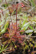 Sundew (Drosera ultramafica), newly described species, Sabah, Borneo, Malaysia