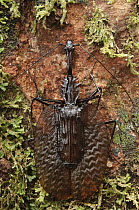 Violin Beetle (Mormolyce castelnaudi), Sabah, Borneo, Malaysia