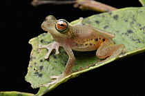Masked Treefrog (Rhacophorus angulirostris), Sarawak, Borneo, Malaysia