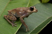 Shrub Frog (Rhacophorus sp), Sarawak, Borneo, Malaysia