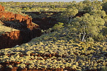 Spinifex Grass (Spinifex sp) above rock gorges, Karijini National Park, Western Australia, Australia