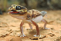 Knob-tailed Gecko (Nephrurus levis) in defensive posture, Western Australia, Australia