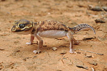 Knob-tailed Gecko (Nephrurus levis) in defensive posture, Western Australia, Australia