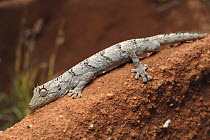 Spiny-tailed Gecko (Diplodactylus ciliaris), Western Australia, Australia